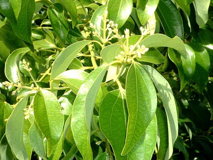 Корица листья (Cinnamomum zeylanicum)